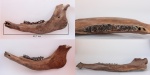 Bison priscus