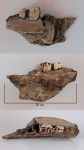 Coelodonta antiquitatis