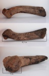 Megaloceros giganteus
