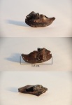 Prosiphneus sp