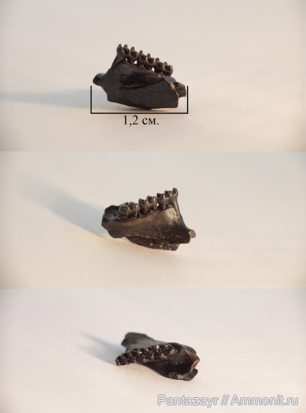 плейстоцен, Cricetus, Алтай, Cricetus cricetus