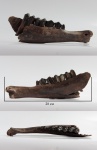 Bison priscus