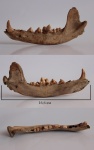 Canis lupus