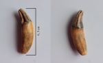 Crocuta spelaea