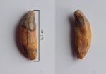 Crocuta spelaea