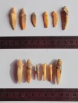 Crocuta spelaea