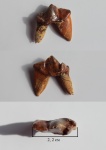 Crocuta spelaea