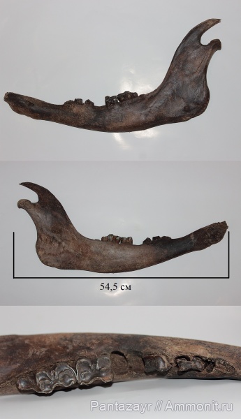 плейстоцен, Bison, Bison priscus, Алтай
