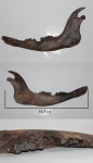 Bison priscus