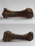 Coelodonta antiquitatis