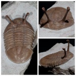 Хорошенький Asaphus kowalewskii