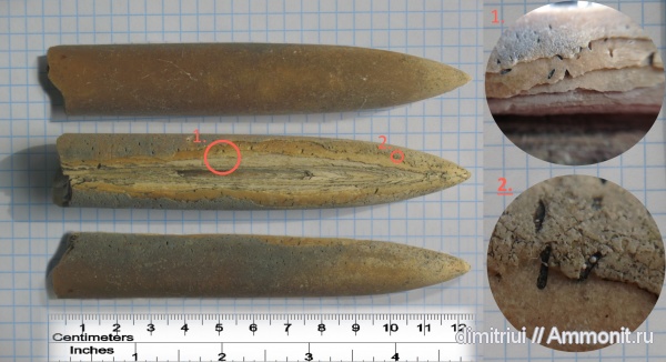 белемниты, юра, Cylindroteuthis, Cylindroteuthis volgensis, отвалы метро, belemnites