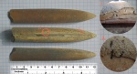 Cylindroteuthis volgensis (?) со следами сверления
