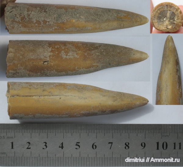 белемниты, юра, ростры, прижизненные повреждения, отвалы метро, Jurassic, belemnites