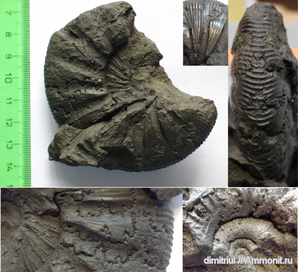 аммониты, Virgatites, Virgatites gerassimovi, Ammonites