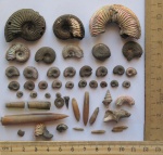 Коллективное фото находок из Марково. Amoebocerasы, Laevidentalium, Bicorempterus и Bathraspira