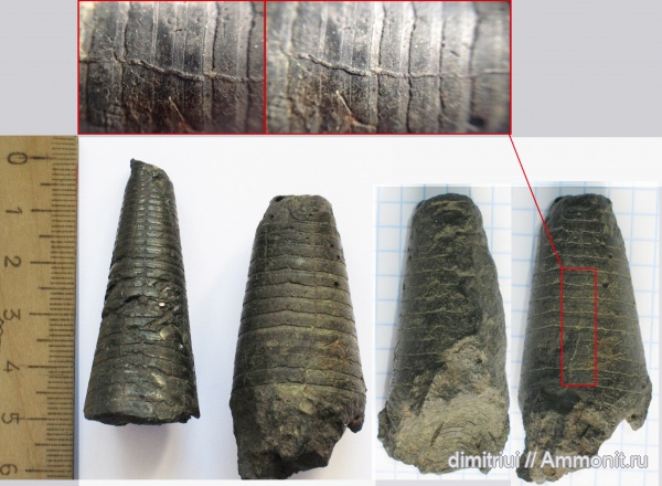белемниты, юра, фрагмоконы, отвалы метро, Jurassic, belemnites