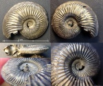 Amoeboceras из Марково