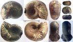 Perisphinctidae из Марково Perisphinctidae из Марково