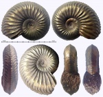 Еще один Amoeboceras из Марково