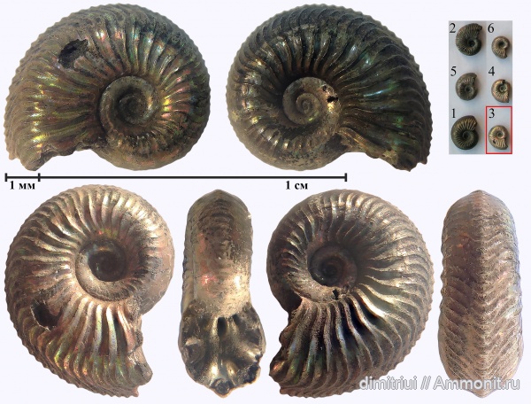 юра, Бронницы, оксфорд, Марково, Amoeboceras, верхний оксфорд, Ammonites, Oxfordian, Upper Oxfordian