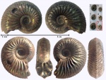 Amoeboceras №3 из Марково