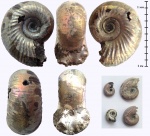 Золотистый Perisphinctidae из Марково