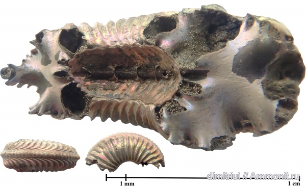 юра, Бронницы, оксфорд, Марково, Amoeboceras, верхний оксфорд, сифон, Ammonites, Oxfordian, Upper Oxfordian