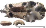 Сифон Amoeboceras-а