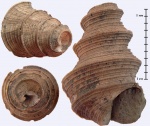 Bathraspira aspera