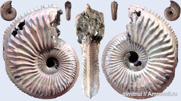 юра, Бронницы, оксфорд, Марково, Amoeboceras, верхний оксфорд, Ammonites, Oxfordian, Upper Oxfordian