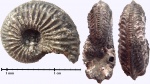 Amoeboceras, найденный на отвалах метро