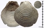 Entolium sp. из Филей