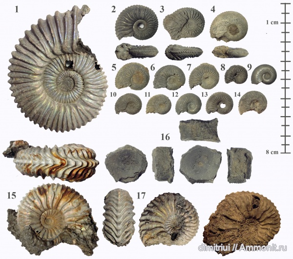 аммониты, юра, Михайлов, ихтиозавры, Cardioceras, оксфорд, Peltoceras, морские рептилии, нижний оксфорд, Cardioceras cordatum, позвонки, Cardioceras quadrarium, Peltoceras arduennense, Cardioceratidae, Ammonites, Oxfordian, Lower Oxfordian, Jurassic