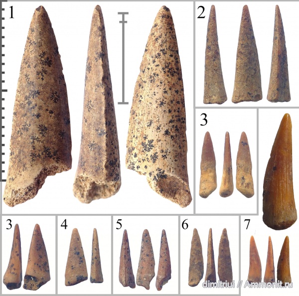 мел, сеноман, зубы рыб, костные рыбы, Protosphyraena, Шацк, Малый Пролом, Protosphyraenidae