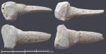 Крупный Enchodus из Шацка