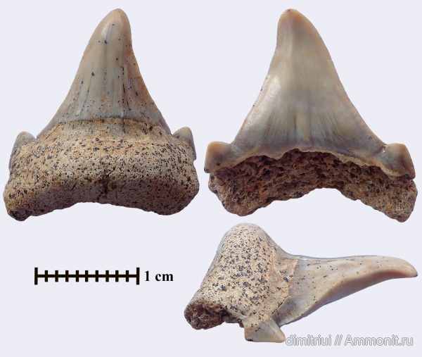 мел, акулы, сеноман, Cretoxyrhina, Шацк, Малый Пролом, Cenomanian, Cretaceous, teeth, shark teeth, sharks