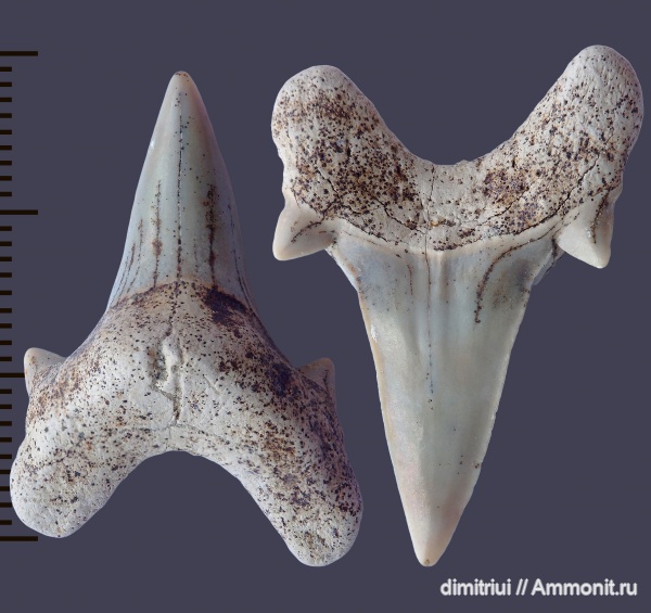 мел, акулы, сеноман, Шацк, Малый Пролом, Dwardius, Cenomanian, Cretaceous, teeth, shark teeth, sharks