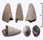 Protosphyraena с овальным сечением
