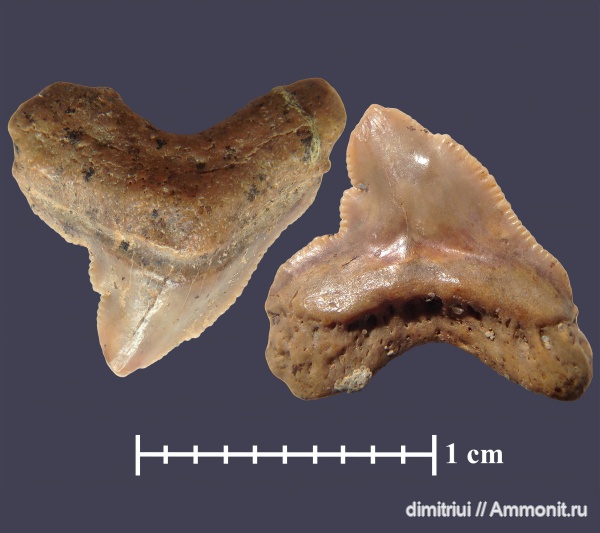 мел, акулы, Squalicorax, сеноман, Шацк, Малый Пролом, Cenomanian, Cretaceous, teeth, shark teeth, sharks
