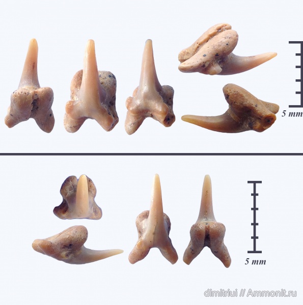мел, акулы, сеноман, Шацк, Johnlongia, Малый Пролом, Cenomanian, Cretaceous, teeth, shark teeth, sharks
