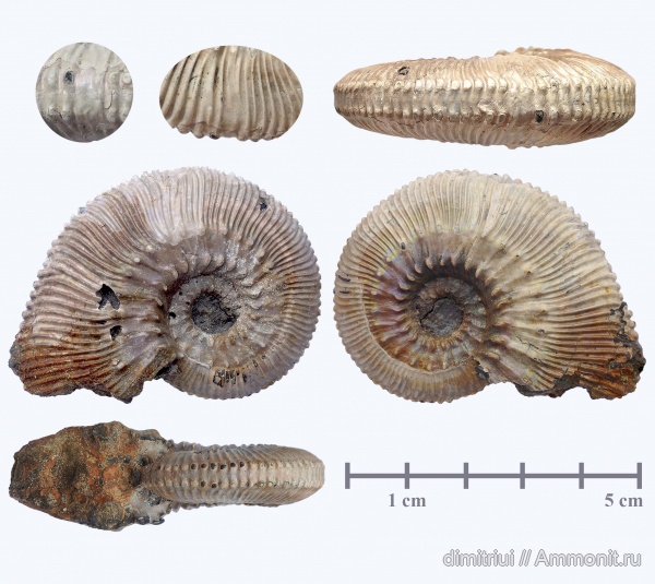 аммониты, юра, Kosmoceras, келловей, прижизненные повреждения, Kosmoceras phaeinum, Kosmoceratidae, Ammonites, ammonoid sublethal injuries, Callovian, Middle Jurassic