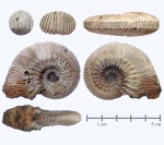 Kosmoceras phaeinum из Михайлова
