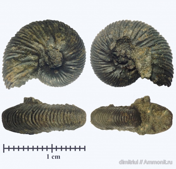 аммониты, юра, Virgatites, волжский ярус, Еганово, Ammonites, РГОК, Virgatitidae, Volgian, Jurassic