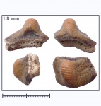 Ptychodus anonymus