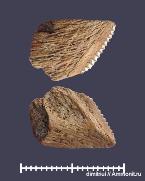 мел, рыбы, химеры, сеноман, Elasmodus, Chimaeriformes, Шацк, Малый Пролом, Cenomanian, Cretaceous, fish
