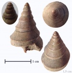 Гастропода Bicorempterus из Марково