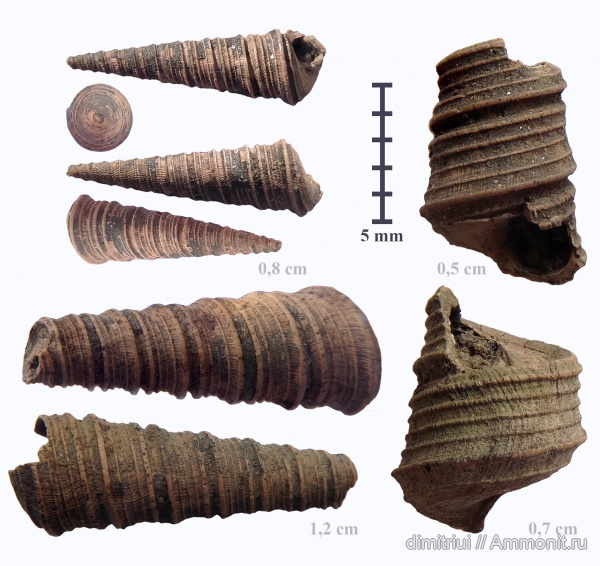 юра, Бронницы, оксфорд, Марково, Clathrobaculus, Clathrobaculus fahrenkohli, Oxfordian