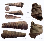 Подборка гастропод Clathrobaculus из Марково