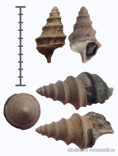 гастроподы, юра, Бронницы, оксфорд, Марково, верхний оксфорд, Dicroloma, Dicroloma cohleata, Oxfordian, Upper Oxfordian